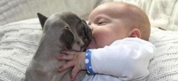 Cani e neonati: come abituare l'animale all'arrivo di un bimbo