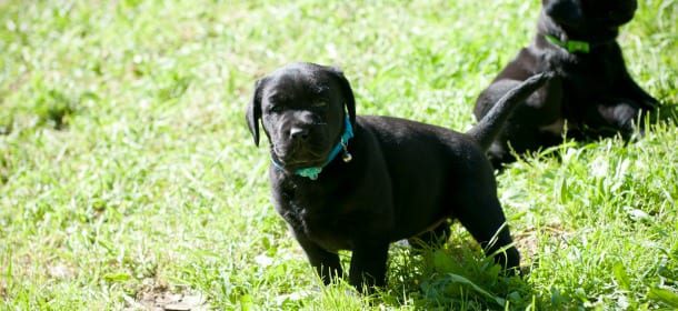 Cuccioli di cane: il primo asilo nido è a Napoli