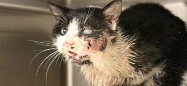 Lo credevano morto e l'hanno seppellito: gatto si ripresenta a casa