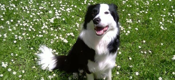Il Border Collie, da cane pastore a inesauribile compagno di giochi