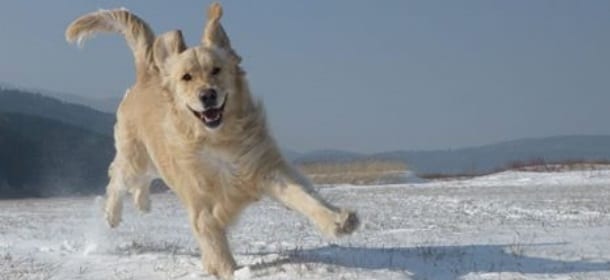 Freddo cane? Proteggiamo Fido dal Generale Inverno