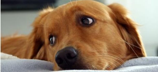 Curare cani e gatti costa troppo: perchè i farmaci per animali sono così cari?