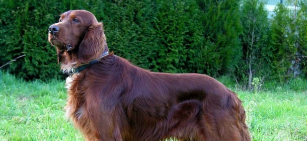 Cani: per farli vivere più a lungo bastano sedici semplici regole