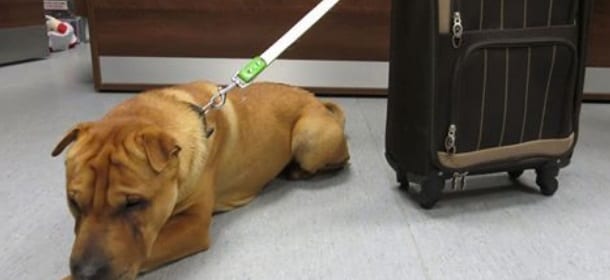 Il cane abbandonato alla stazione con la valigia: ecco chi è stato!