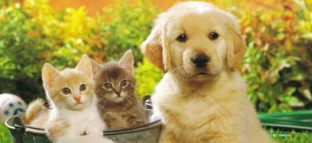 Oroscopo 2015 per Micio e Fido: salute e fortuna