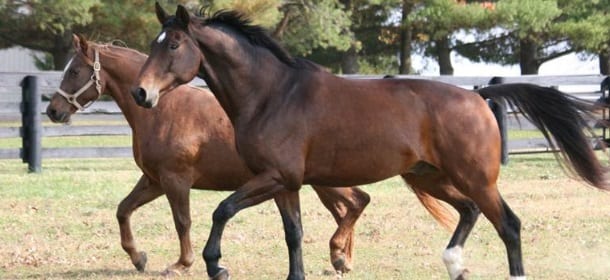 Perchè il cavallo non vomita?