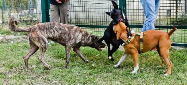 Cani al guinzaglio: meglio collare o pettorina?