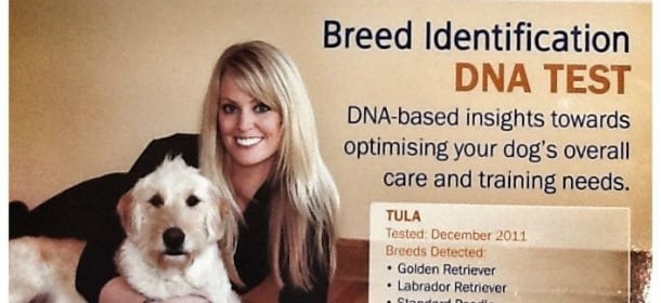 Di che razza è Fido? Ve lo dice un semplice test del dna