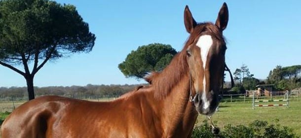 Purosangue Inglesi, i cavalli nati per andare al galoppo