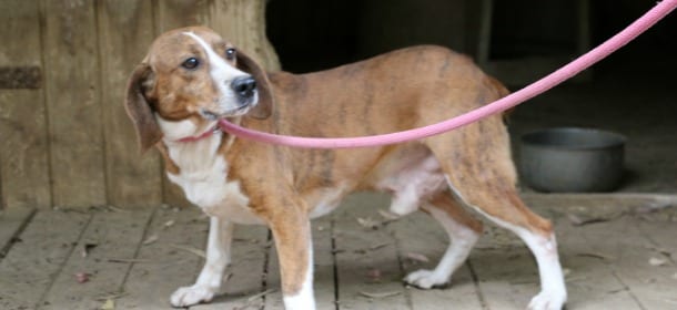 Aiutiamo Shorty: metà Beagle, metà segugio in cerca d'amore