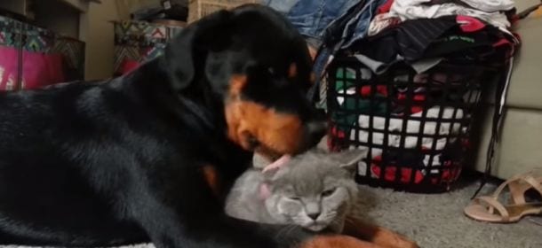 Quando un amore supera ogni ostacolo... [VIDEO]