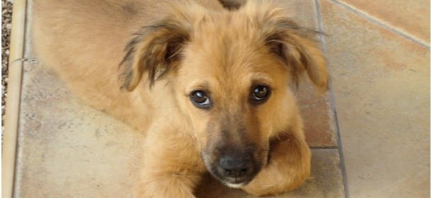 Il cane ha paura di viaggiare in auto: cosa fare? I consigli di Angelo Vaira