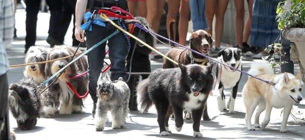 Cani in città: la Cassazione vara il prontuario per la "passeggiata sicura"