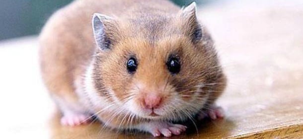 Criceti: i piccoli animali tanto amati dai più piccoli