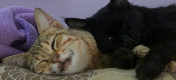 Gatto Europeo, il gatto comune dalle discendenze divine