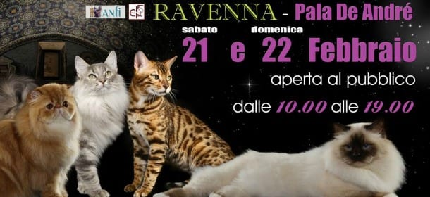Expo - Aristogatti: a Ravenna un weekend dedicato alla bellezza felina
