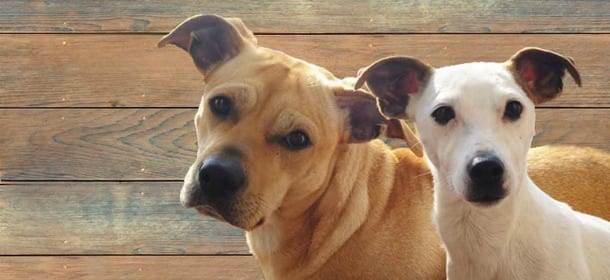 Cani: 4 cose che noi facciamo sempre e che loro non amano