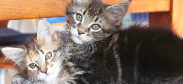 Australia: arriva l'app che porta a casa i gatti da coccolare... ma solo per 15 minuti!