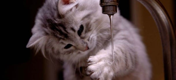 Cani e gatti usano la destra o la sinistra? Scoprirlo è facile