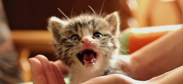 Quando in casa arriva il primo gattino: che fare?
