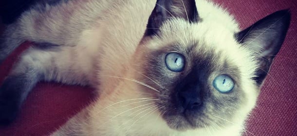 Siamese, il gatto in grado di "parlare" agli uomini