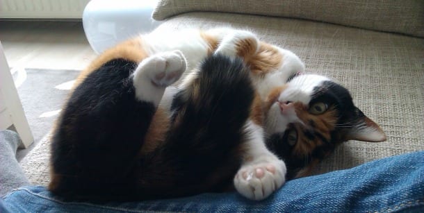 Il carattere del gatto? Lo rivela il colore del suo manto