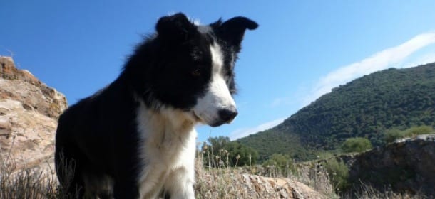 Ice non c'è più: addio al cane eroe del Soccorso alpino