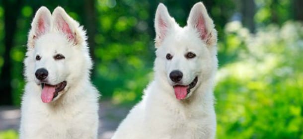 Pastore Svizzero, il cane bianco che ama i bambini