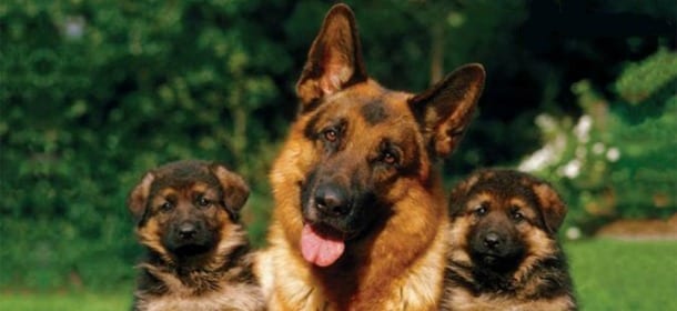 Pastore tedesco, il cane forte dal cuore grande