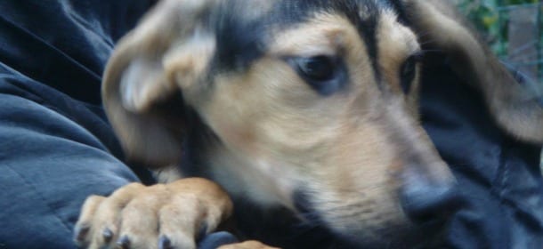 Se il cane ha paura dell'acqua: che fare?