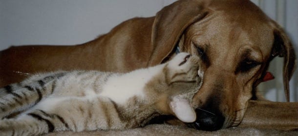 L'amore per gli animali batte la crisi. Il mercato dedicato al mondo pet è in netto rialzo