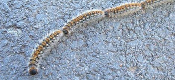 Processionaria: il bruco più pericoloso per i nostri amici animali