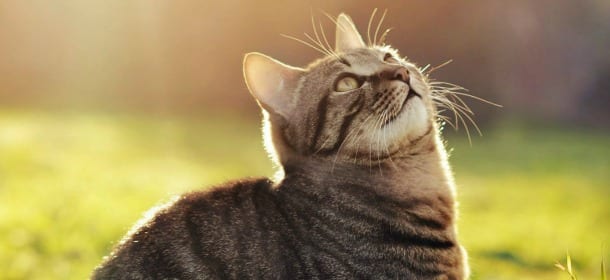 Gatti: 4 cose che noi facciamo, ma che a loro non piacciono
