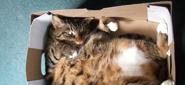 Perché i gatti amano le scatole?
