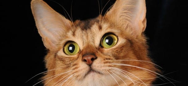 Gatto somalo, una bellezza... australiana!