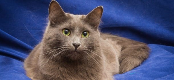 Nebelung, il gatto domestico di una bellezza rara