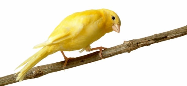 Canarini: gli uccellini dal canto melodioso facili da addomesticare