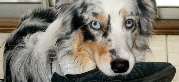 I giocattoli per cani: per non masticare le scarpe e imparare a pensare