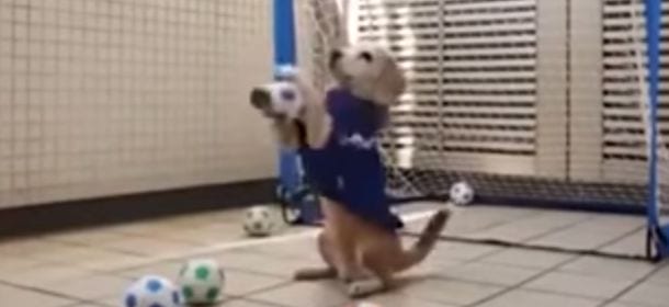 Il cane che para tutti i rigori alla perfezione [VIDEO]