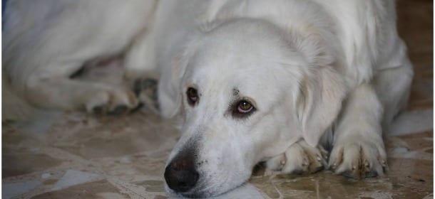 Cani depressi: "La scelta di ricorrere ai farmaci non deve essere la prima"
