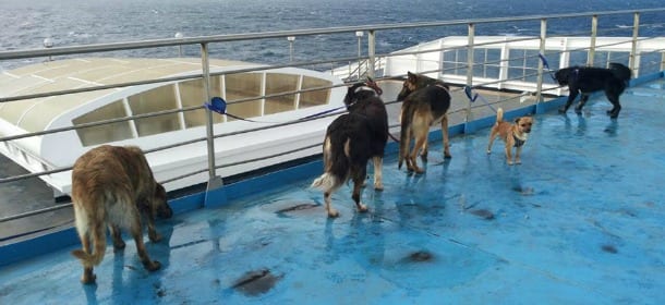 L'Enpa e l'avventura di 25 cani siciliani sul traghetto per Genova