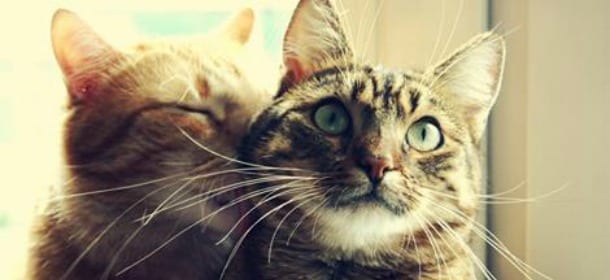 Gatti, tempo d'amore. Consigli per i mici che devono accoppiarsi