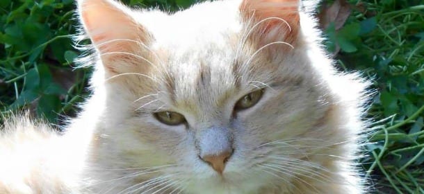 Ipertiroidismo nei gatti anziani: una malattia comune, ma poco conosciuta