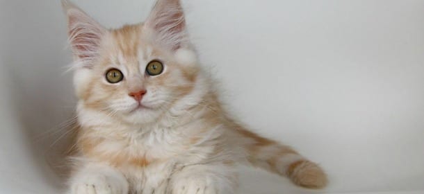 Gatti: dimmi che testa hanno e ti dirò chi sono. Parola dell'etologa Arden Moore