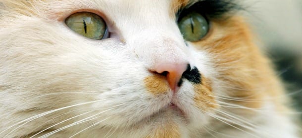 Gatti: ecco la ricetta del paté fai-da-te. Tanto buono da leccarsi i baffi