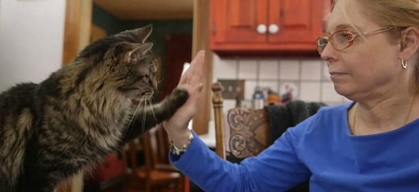 I gatti capiscono il linguaggio dei segni. Parola di Kim Silva [VIDEO]