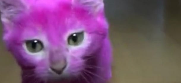 Gatto tinto di rosa intossicato: la padrona l'aveva abbinato al vestito. Ma è morto o no? [VIDEO]