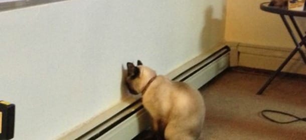 Cani e gatti poggiano la testa al muro? “Se è grave ci sono anche altri sintomi”