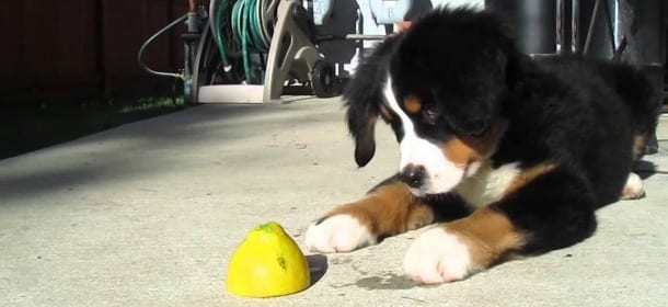 Giocare tutti i giorni con il cane fa bene e lo aiuta a crescere sano ed equilibrato