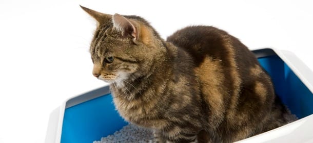 Gatti: ecco come insegnar loro a usare la lettiera in poche semplici mosse